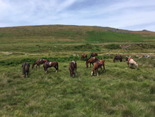 England-Dartmoor-The Dartmoor Cattle Drive